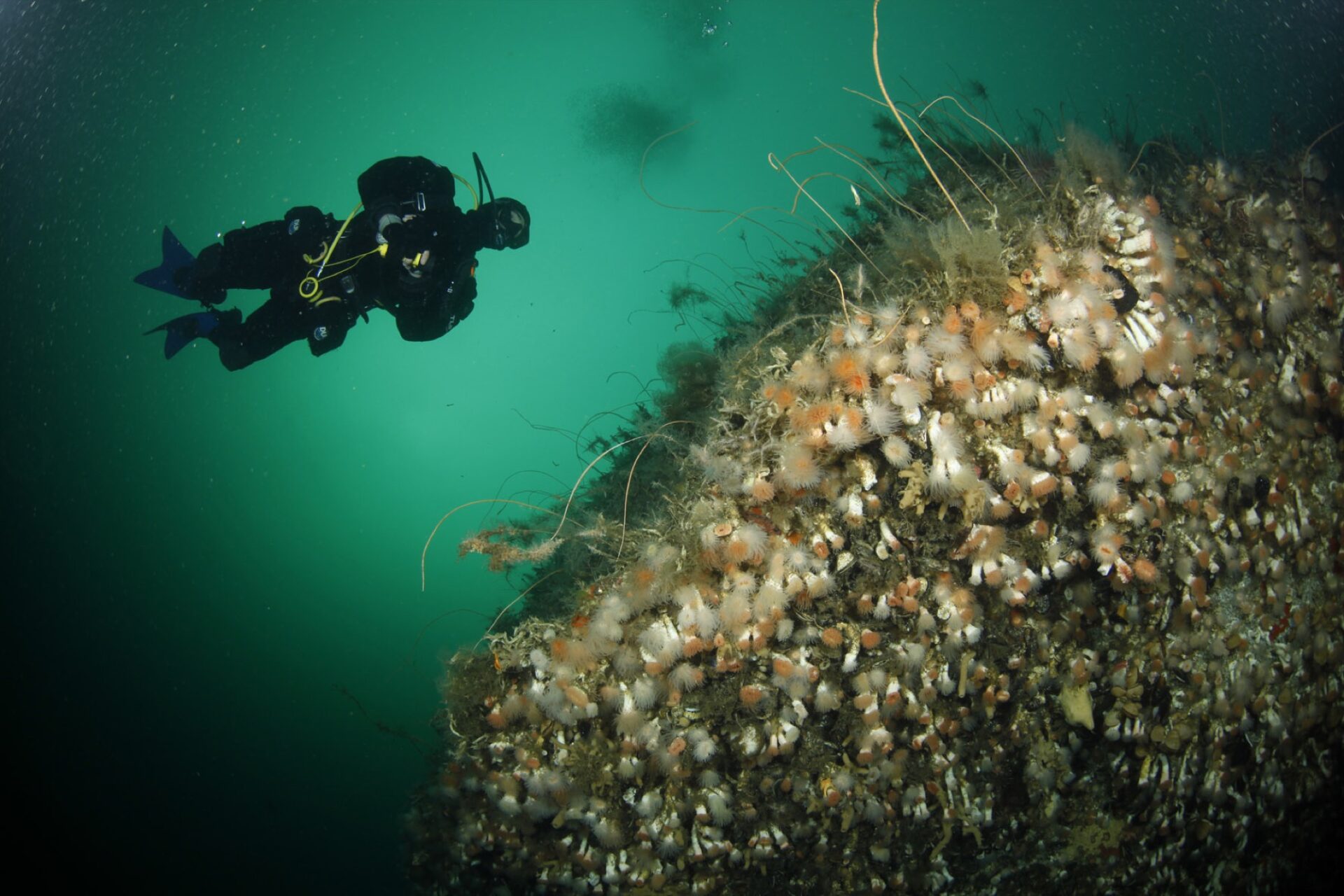 Diving in Comau Fjord, next to an intact coral bank of the fjord coral Desmophyllum dianthus in 2003. Many species of sponges, starfish and other invertebrates live in or around marine animal forests like these.