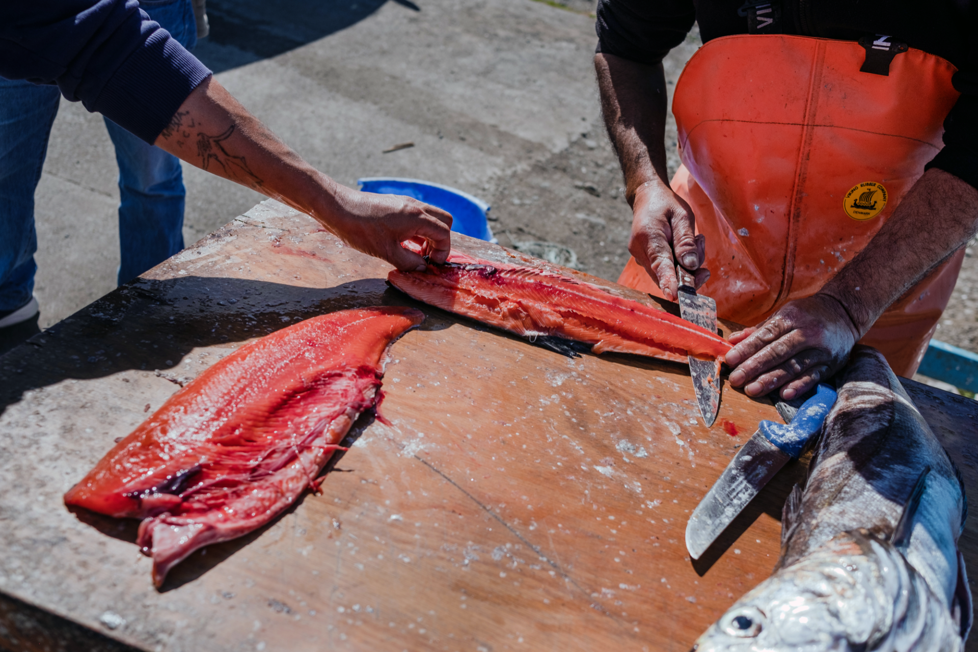 Artisanal fishermen in Puerto Montt butcher the salmon that have bitten the hook on their fishing line. This phenomenon is unusual and only occurs when there are salmon escapes from the aquaculture cages of the salmon industry. (Photo: Cristobal Venegas)