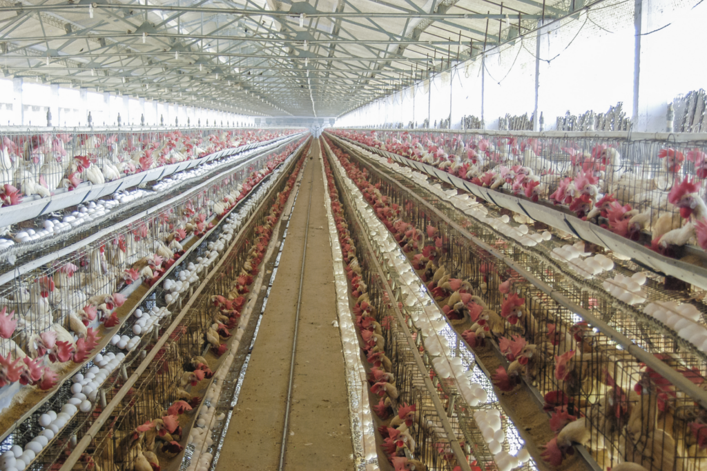 A poultry farm.