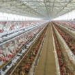A poultry farm.
