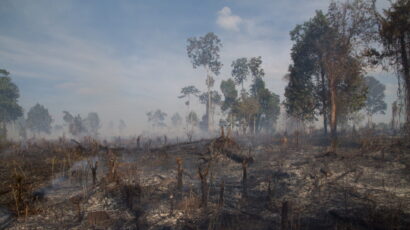 illegal deforestation in cambodia