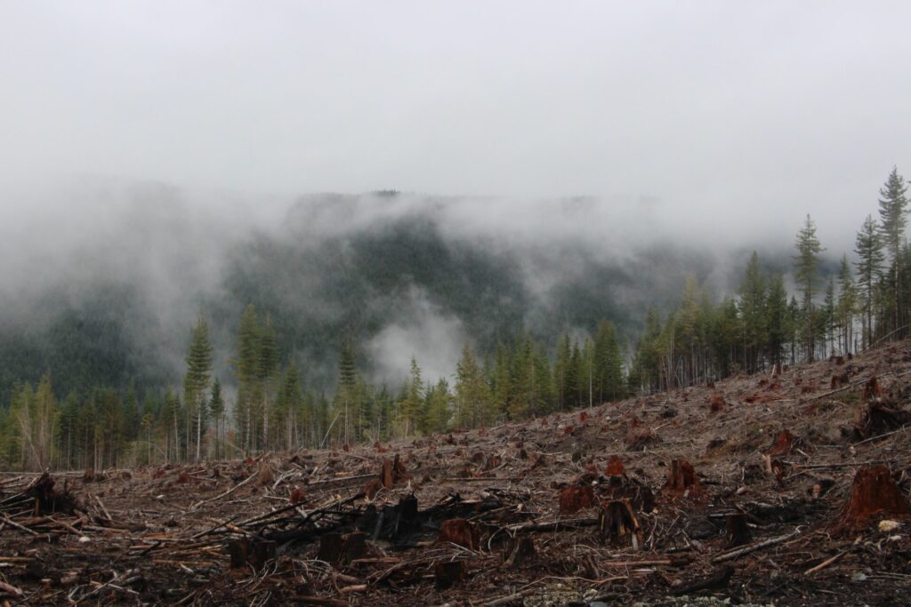 Logging detritus with misty forest in the background