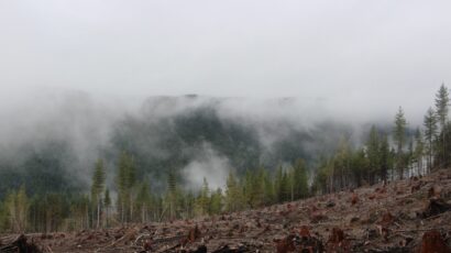 Logging detritus with misty forest in the background