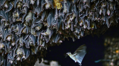 Fruit bats.