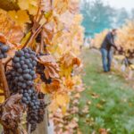 grades in fall during harvest