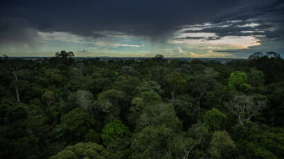trees under clouds in the Amazon rainforest