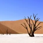 dead trees in desert