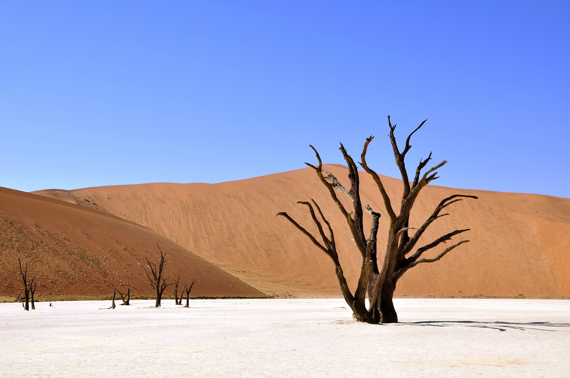 https://thebulletin.org/wp-content/uploads/2023/10/Tree-Namibia-150x150.jpg