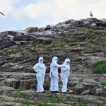 Rangers in protective suits examine seabirds.