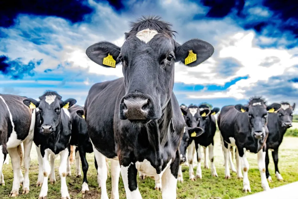 cows with tagged ears in front of a blue and cloudy sky