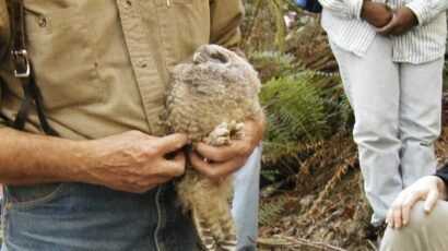 owl in person's hands, getting banded