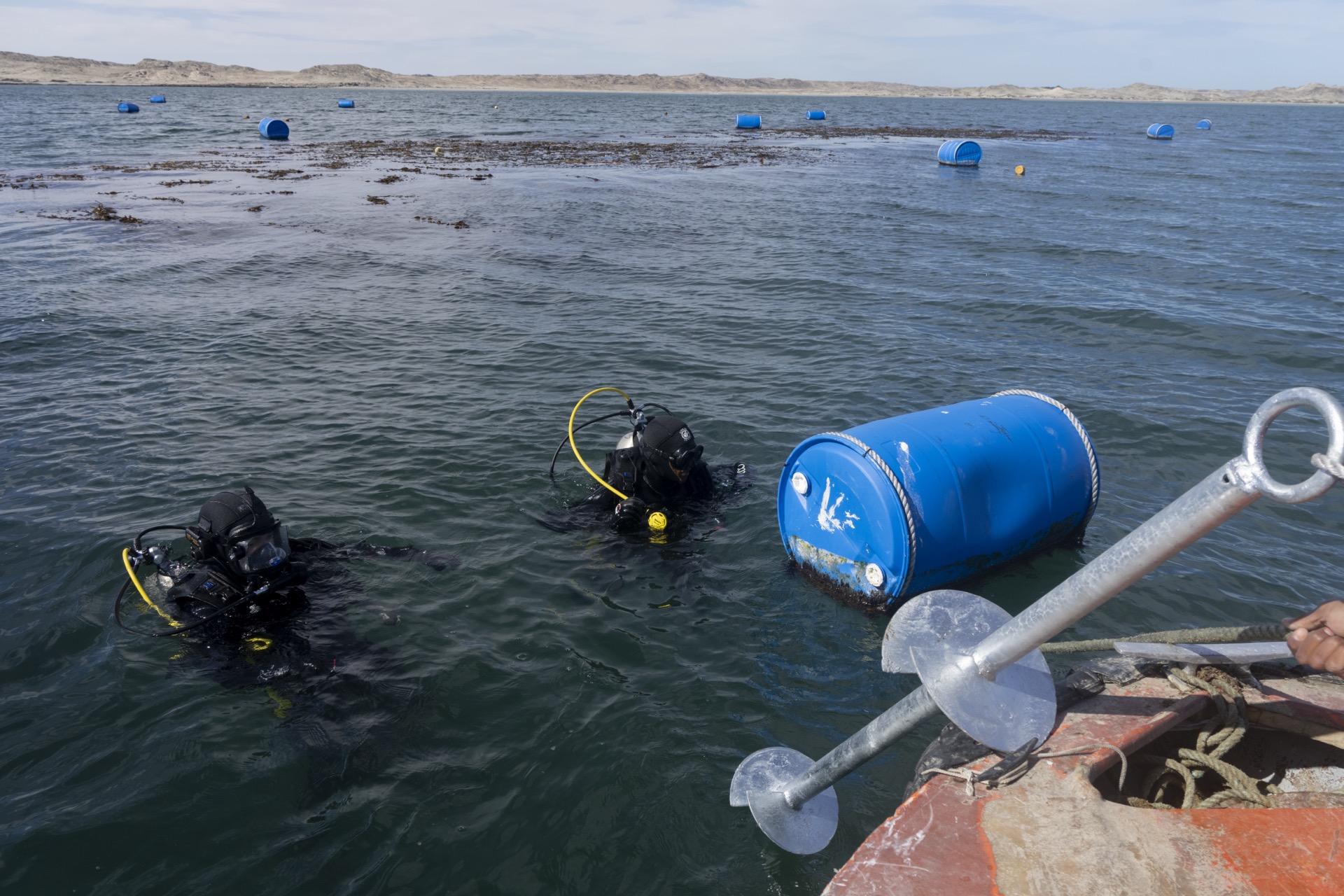 Using large screws, Kelp Blue divers work in the kelp farm to secure nets which the kelp will grow off of in Sheerwater Bay along the coast of Lüderitz, Namibia, August 17, 2023. Adriane Ohanesian for the Bulletin of the Atomic Scientists