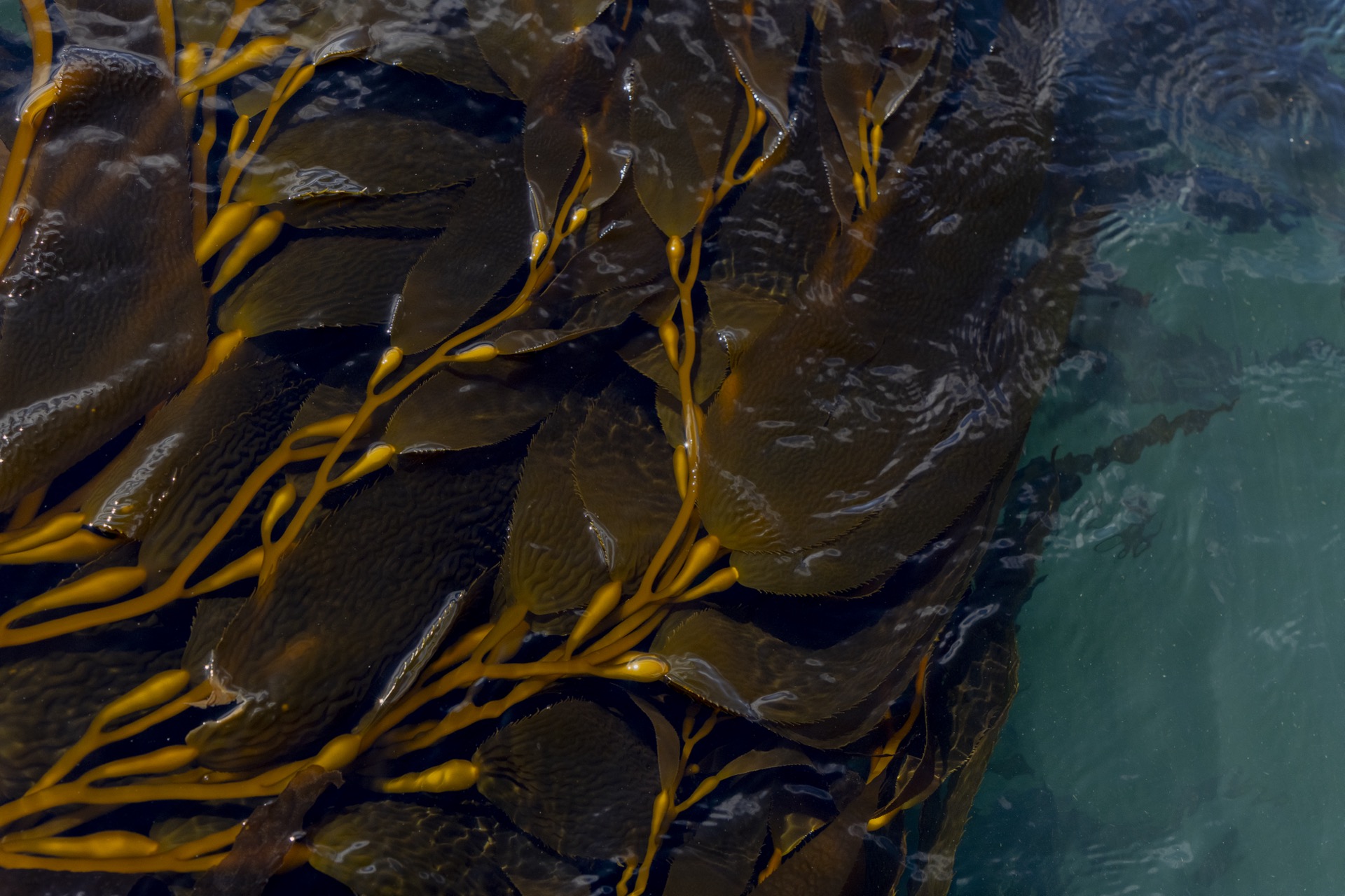 Kelp Blue has established about 5 hectares of a cultivated kelp pilot farm in Sheerwater Bay, off the coast of Lüderitz, Namibia, August 17, 2023. Adriane Ohanesian for the Bulletin of the Atomic Scientists