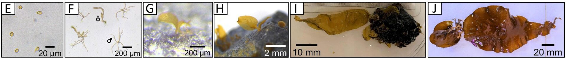 The green gravel kelp reproduction and maturation process. Incubated under red light, kelp gametophytes (second image) are then transferred to trays filled with gravel that they  attach to, developing further into small sporophytes (center images) that can then be released onto the ocean floor to continue growing. (Figure from “<a href="https://www.frontiersin.org/articles/10.3389/fmars.2022.910417">Green gravel as a vector of dispersal for kelp restoration</a>” by Alsuwaiyan NA, et al., <em>Frontiers in Marine Science</em>.