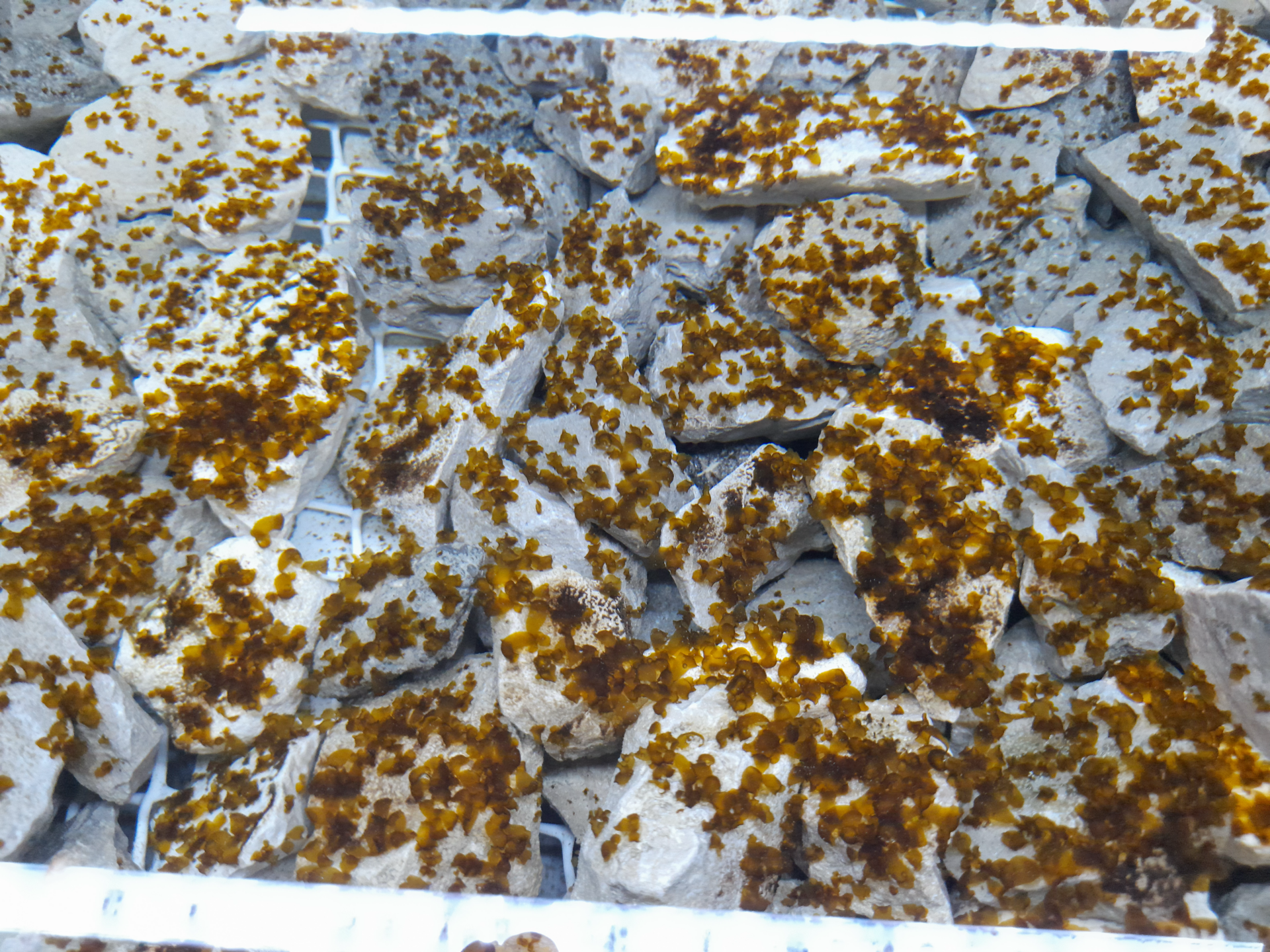 It takes several months in the lab and nursery for kelp gametophytes to grow into these small sporophytes. Once they have grown enough, they are deposited in the SeaForest project site to develop into mature kelp. (Photo courtesy Jan Verbeek)