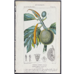 early botanical illustration of breadfruit