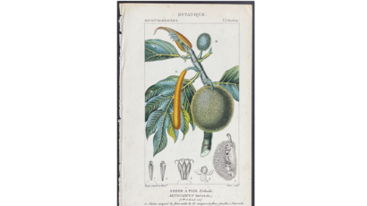 early botanical illustration of breadfruit