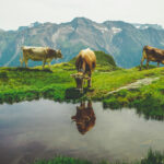 cows in Switzerland against mountains
