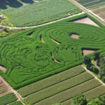 corn maze with Einstein's face and spiral galaxy