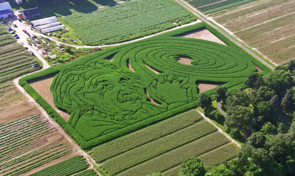 corn maze with Einstein's face and spiral galaxy