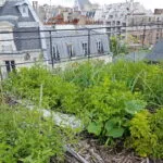 European city with rooftop garden