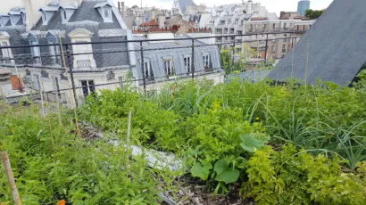 European city with rooftop garden