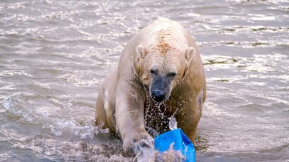 polar bear plastics