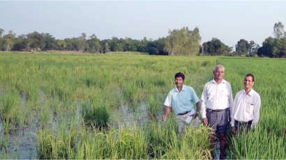 flood-resistant rice field in India, before and after