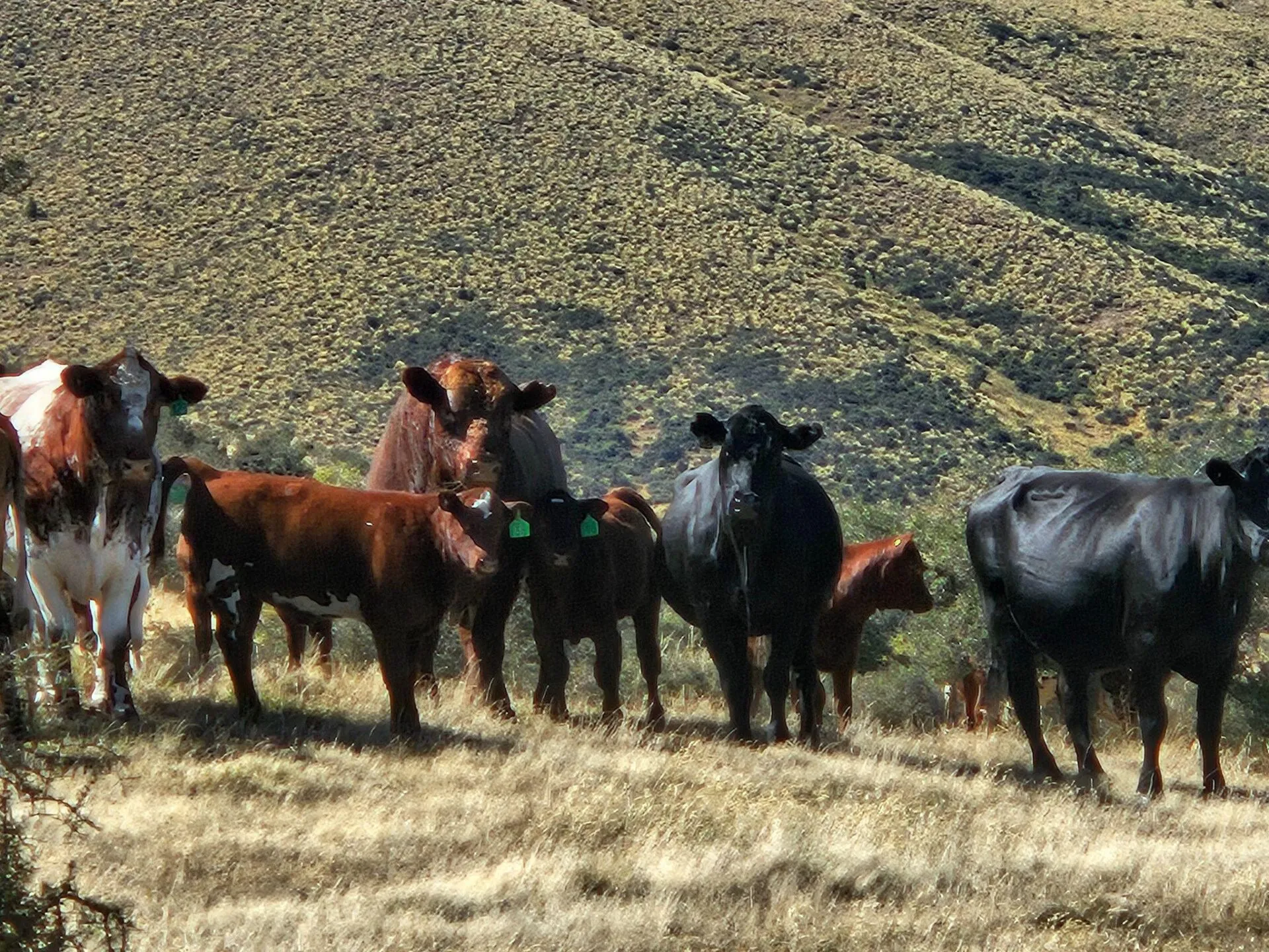 Cows belonging to the Ruataniwha Conservation Park watch as Tricia Collins and Alexzander Roman search for boulders. (Louise Kim / Medill Reports)