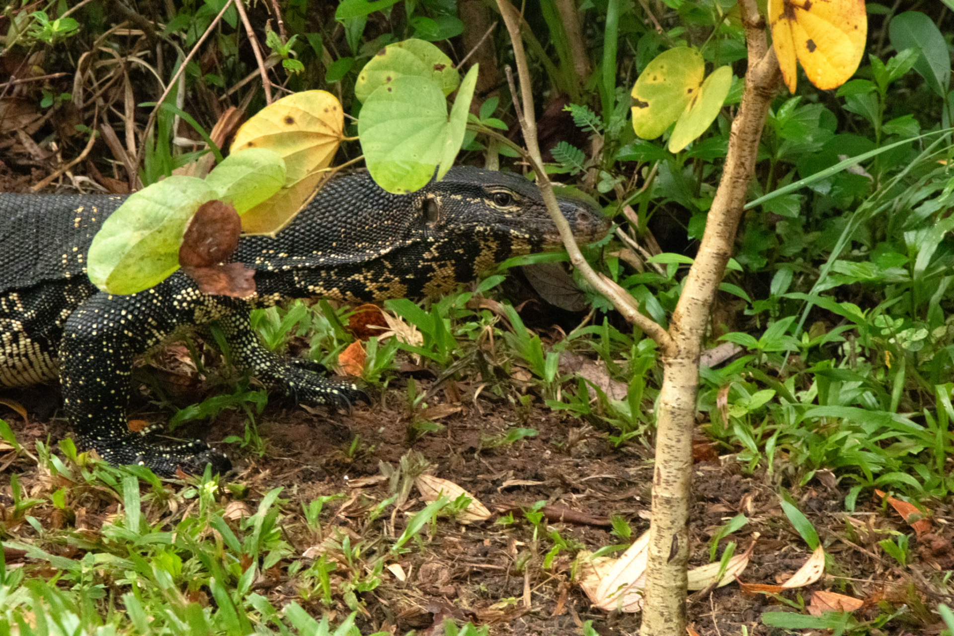 Wildlife like the water monitor lizard have made a home in Diyasaru Wetland Park. (Photo by Tristan Bove)