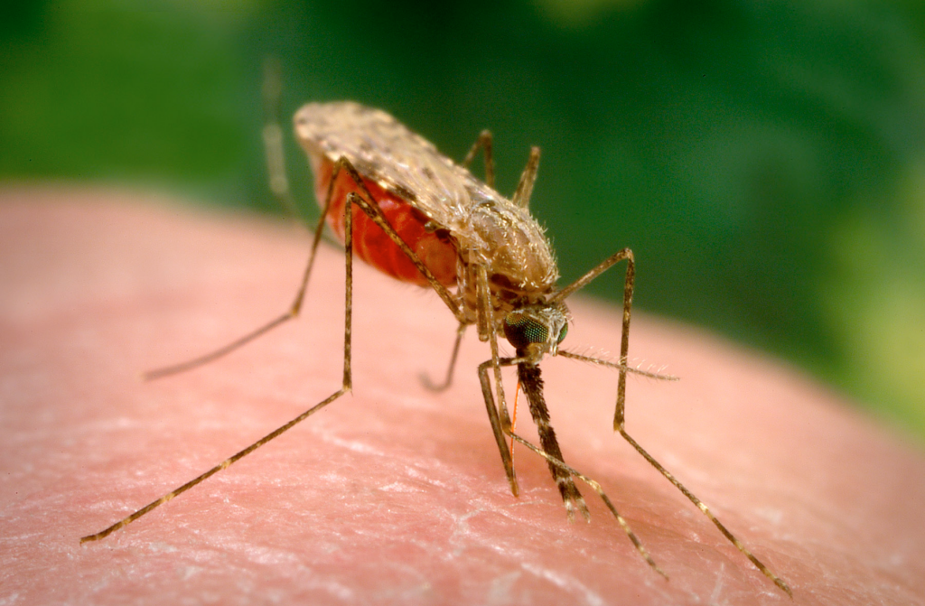 An Anopheles-arabiensis mosquito, a known vector for the transmission of malaria, obtains a blood meal through its labrum. (CDC / James Gathany)