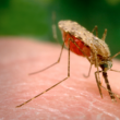 An Anopheles-arabiensis mosquito, a known vector for the transmission of malaria, obtains a blood meal through its labrum. (CDC / James Gathany)