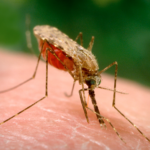 An Anopheles-arabiensis mosquito, a known vector for the transmission of malaria, obtains a blood meal through its labrum. (CDC / James Gathany)