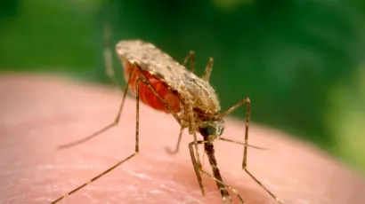 An Anopheles-arabiensis mosquito, a known vector for the transmission of malaria, obtains a blood meal through its labrum. (CDC / James Gathany)