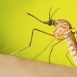 This is a photograph depicting a female, Culex quinquefasciatus mosquito, while resting. (Lauren Bishop / CDC)