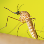 This is a photograph depicting a female, Culex quinquefasciatus mosquito, while resting. (Lauren Bishop / CDC)