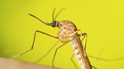 This is a photograph depicting a female, Culex quinquefasciatus mosquito, while resting. (Lauren Bishop / CDC)