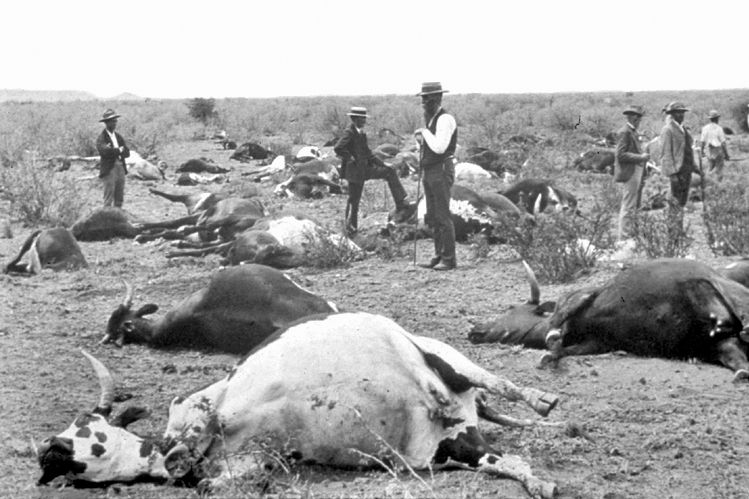 Rinderpest outbreak in South Africa, 1896. (Public domain via Wikimedia Commons)