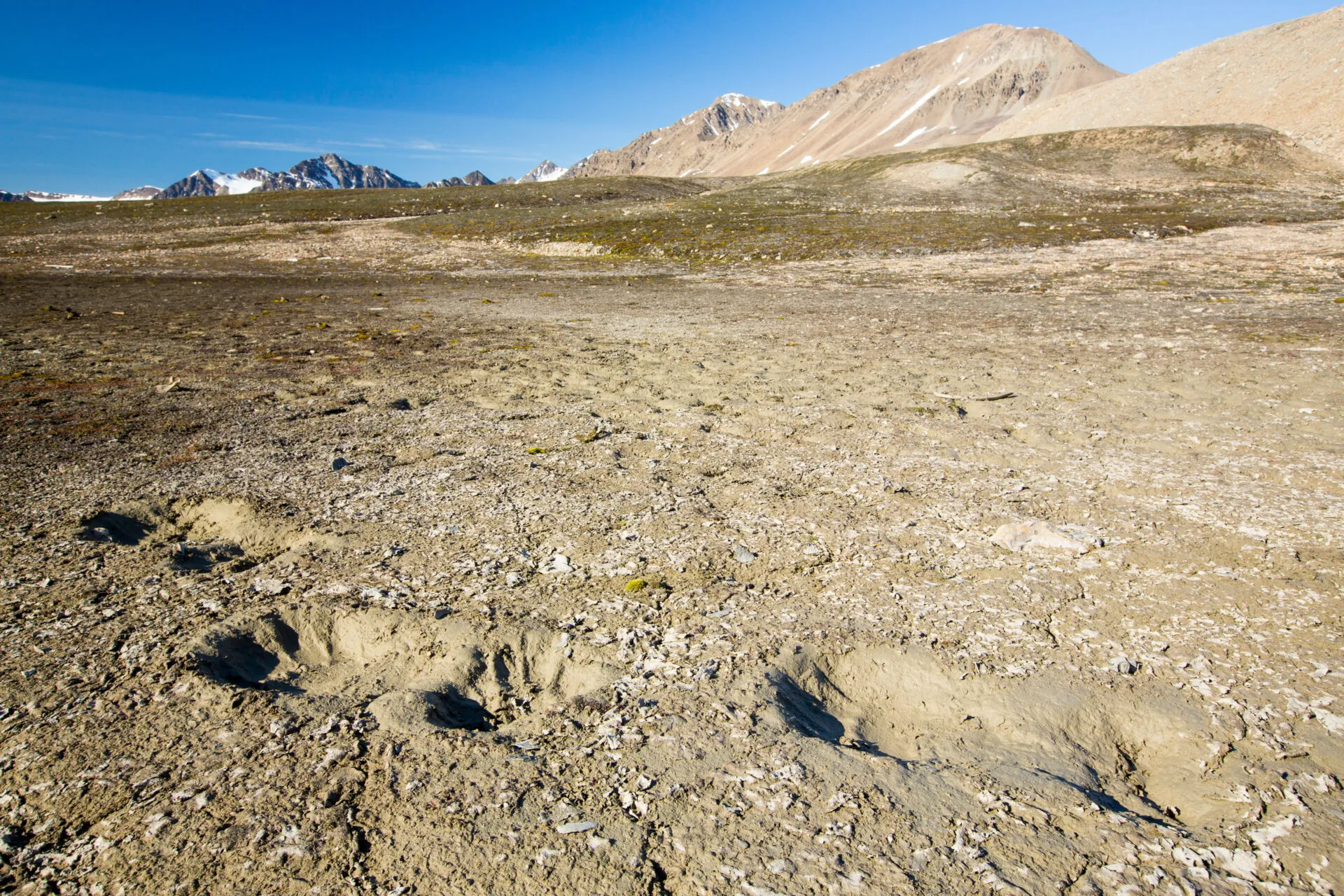 Polar bear footprints in melting permafrost on the Norwegian archipelago of Northern Svalbard. <span class="credit">Ashley Cooper/Alamy</span>