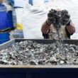 A person holds a large handful of e-waste up in front of their face above a large container of e-waste.