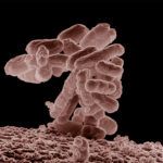 E. coli bacteria