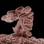 E. coli bacteria
