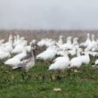Snow geese.