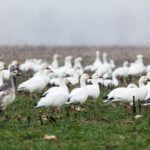 Snow geese.