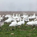 Snow geese.