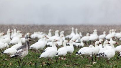 Snow geese.