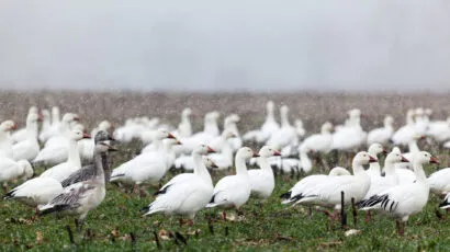 Snow geese.