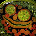 Nematode closeup under microscope