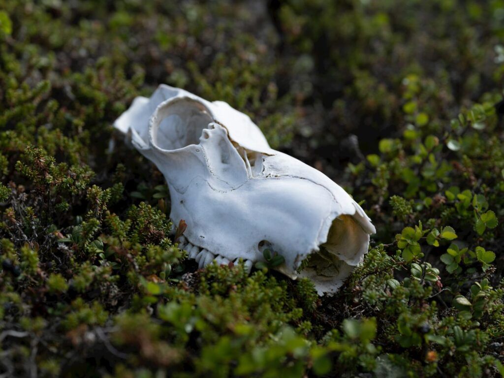 A white animal skull laying on top of a lush green field