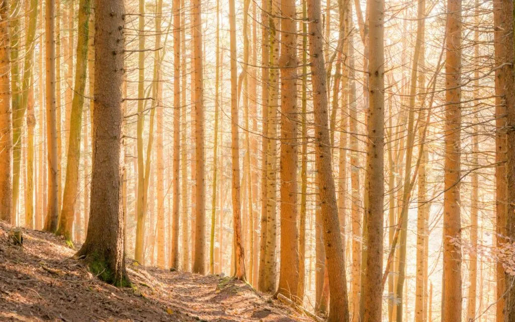 Un bosque en Ruine Clanx, distrito de Appenzell, Suiza.